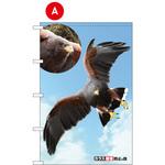 タカの目ギョロリ(カラス被害防止の旗) フラッグタナカ