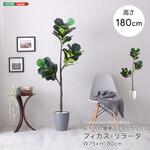 お手入れ簡単フェイクグリーン フィカス・リラータ Lサイズ(180cm) ホームテイスト