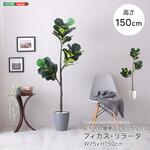 お手入れ簡単フェイクグリーン フィカス・リラータ Mサイズ(150cm) ホームテイスト
