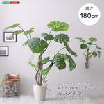お手入れ簡単フェイクグリーン モンステラ Lサイズ(180cm) ホームテイスト