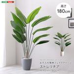 お手入れ簡単フェイクグリーン ストレリチア Lサイズ(180cm) ホームテイスト