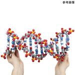 DDNA-06 DNA分子モデル 3D Molecular