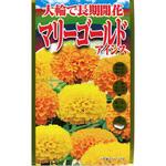 【タネ】大輪で長期開花 マリーゴールド アイシス 花 アタリヤ農園