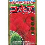 【タネ】夏から秋へ色変わり コキア アタリヤ農園