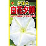【タネ】夕涼み 白花夕顔 花 アタリヤ農園