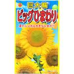 【タネ】巨大輪 ビックひまわり 花 アタリヤ農園