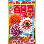 【タネ】大輪八重絞咲 切花用百日草 花 アタリヤ農園