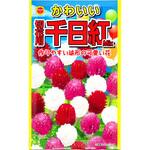 【タネ】かわいい 切花用千日紅Mix 花 アタリヤ農園