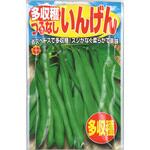 【タネ】多収穫つるなし いんげん インゲン 野菜 アタリヤ農園