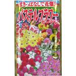 【タネ】まきっぱなしで花畑! パステルフラワーガーデン 花 草花 アタリヤ農園