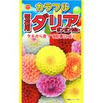 【タネ】カラフル 切花用ダリア ポンポンMix 花 アタリヤ農園
