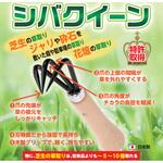シバクイーン パッション飛田