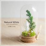 PTN-NW50 Petit Tenorium ナチュラルホワイト 苔むすび