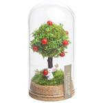 PTN-AG50 Petit Tenorium アップルガーデン 苔むすび