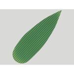 笹型 バラン小(1000枚入) cotta