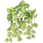 FG001231 ミニシンゴニウムバイン MAGIQ(東京堂)