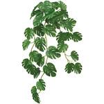 FG001234 ミニモンステラバイン MAGIQ(東京堂)