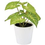 FZ009201 シンゴニュームプチポット MAGIQ(東京堂)