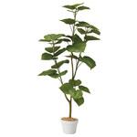 年間装飾品 フェイクグリーン 観葉植物 人工樹木フィカスウンベラータ ストア・エキスプレス