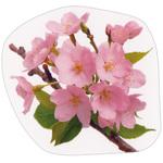 約70Φ グルメシート 桜 丸 ユニバース