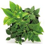 観葉植物 FRAME 給水ボトル付 ミドリエデザイン