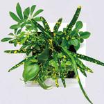 観葉植物 FRAME ミドリエデザイン