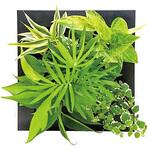 観葉植物 FRAME ミドリエデザイン