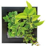 観葉植物 FRAME 給水ボトル付 ミドリエデザイン