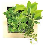 観葉植物 FRAME ミドリエデザイン