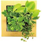 観葉植物 FRAME ミドリエデザイン