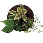 観葉植物 GREEN FRAME 給水ボトル付 ミドリエデザイン