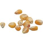 2738 【タネ】野菜の種 とうもろこし 苗床付 アーテック(学校教材・教育玩具)