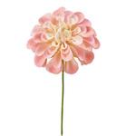 アンナダリアピック MAGIQ(東京堂)