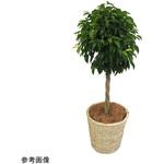 観葉植物 生木 アズワン