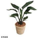 観葉植物 生木 アズワン