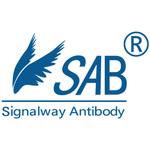 T501 HA-Tag Rabbit Polyclonal Antibody T501シリーズ Signalway Antibody