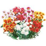 苗】二度咲き変わり菊 1セット(40個) 豊幸園 【通販モノタロウ】