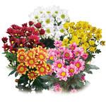 苗】7月咲き小菊 1セット(40個) 豊幸園 【通販モノタロウ】