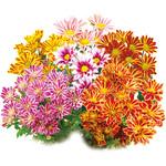 【苗】二色咲き菊 豊幸園