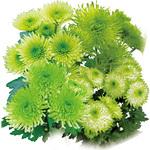 苗】世界の緑菊 1セット(40個) 豊幸園 【通販モノタロウ】