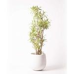 ドラセナ ソング オブ インディア のおすすめ人気ランキング モノタロウ