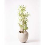 ドラセナ ソング オブ インディア のおすすめ人気ランキング モノタロウ