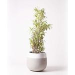 ドラセナ ソング オブ インディア のおすすめ人気ランキング モノタロウ