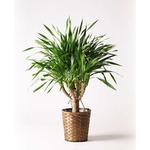 ドラセナ・パラオ（Dracaena ‘Palau’） 観葉植物 大型 dracaena-palau-19 観葉植物 ドラセナ パラオ 8号 竹バスケット 付き 1