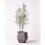 olive-88 観葉植物 オリーブの木 10号 チプレッシーノ ファイバー