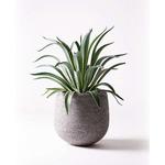 アガベ　ベネズエラ　Agave agave-venezuela-4 観葉植物 アガベ 7号 ベネズエラ エコストーンGray