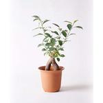 chinese-banyan-3 観葉植物 ガジュマル 5号 股仕立て