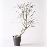 bottle-tree-1 観葉植物 ボトルツリー 4号 プラスチック鉢
