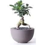 chinese-banyan-19 観葉植物 ガジュマル 4号 股仕立て