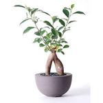 観葉植物　ガジュマル chinese-banyan-24 観葉植物 ガジュマル 5号 股仕立て Hemisphere 【L